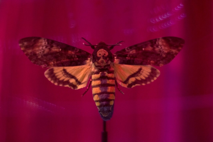 Death exhibition moth