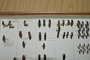 Pinned+Melobasis+rubromarginata+jewel+beetle+%28image%2Fjpeg%29
