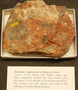 Cb4011-Triassic-Dolomitic-Conglomerate+%28image%2Fjpeg%29